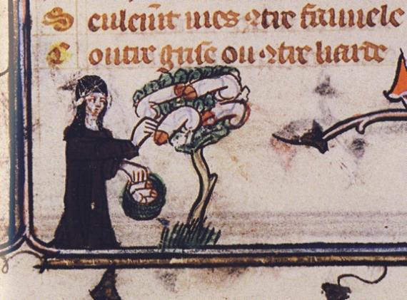 Nun collecting penises from a tree, Roman de la Rose de Richard and Jeanne de Montbaston, French, 14th century, BnF,  Français, 25526. 