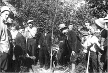 Edmond Meany planting more trees
